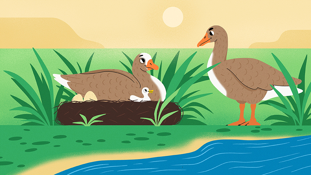 Greylag Geese